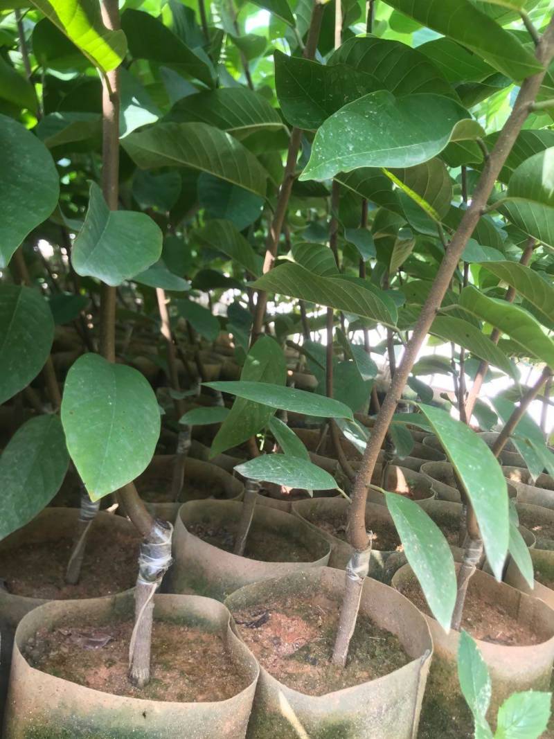台湾凤梨释迦苗，美植袋大苗
