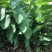台湾凤梨释迦苗，美植袋大苗
