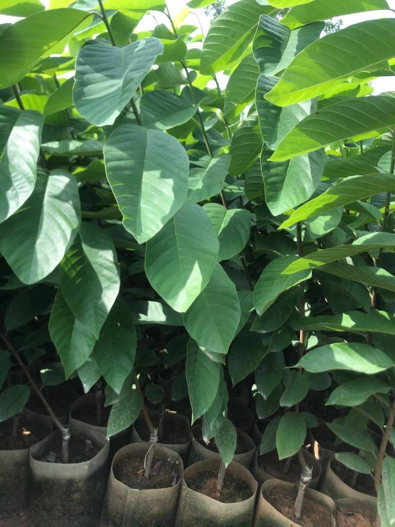 台湾凤梨释迦苗，美植袋大苗