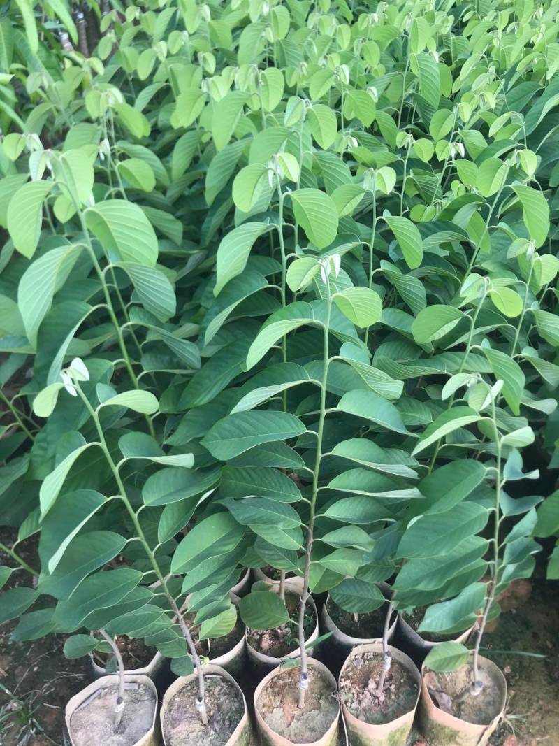 台湾凤梨释迦苗，美植袋大苗