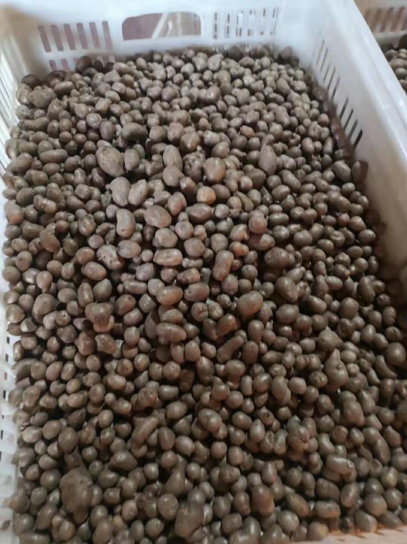 大量批发零售各种规格串糖葫芦用优质白玉山药豆
