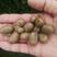 大量批发零售各种规格串糖葫芦用优质山药豆