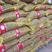 大量批发零售各种规格串糖葫芦用优质山药豆