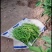 大棚辣椒大量上市，欢迎订购