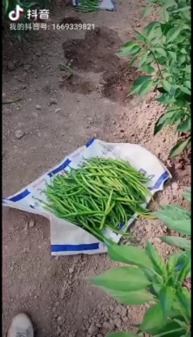 大棚辣椒大量上市，欢迎订购