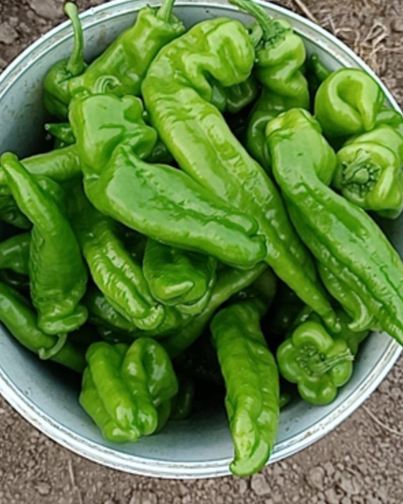 大棚辣椒大量上市，欢迎订购