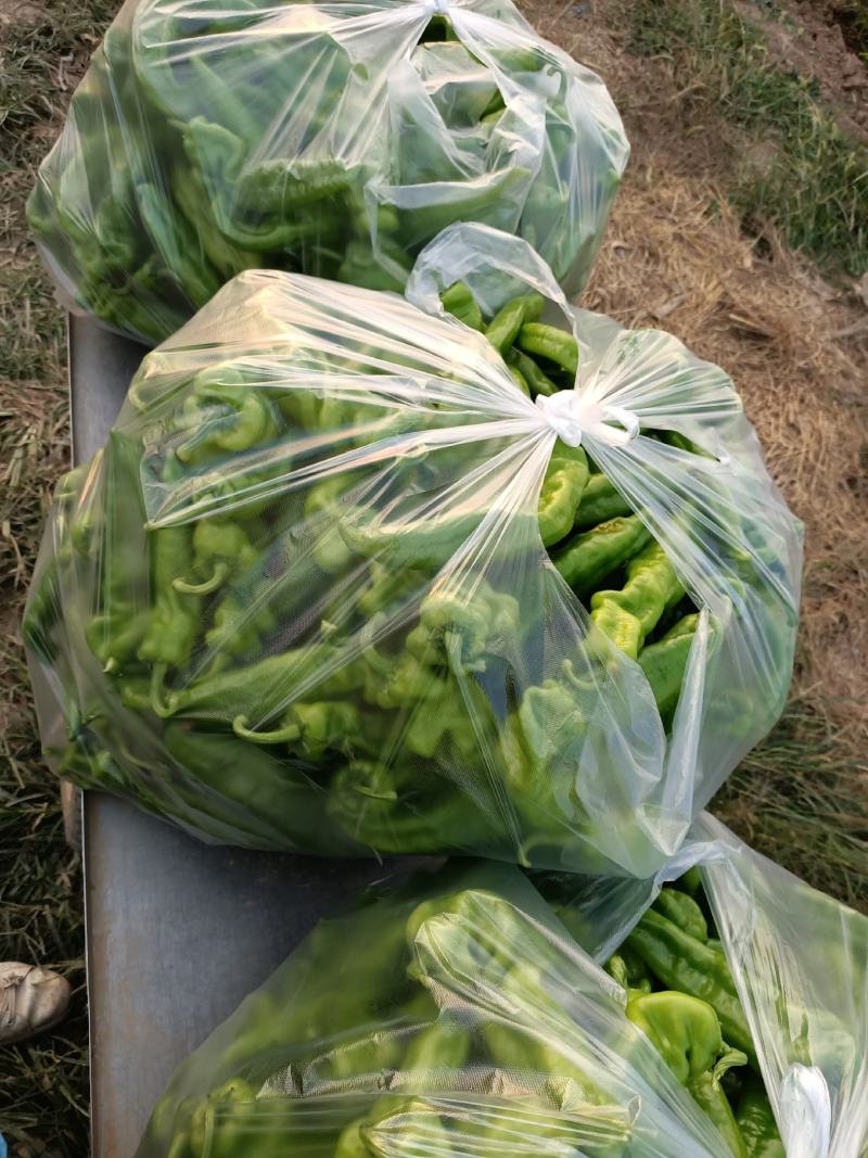 大棚辣椒大量上市，欢迎订购