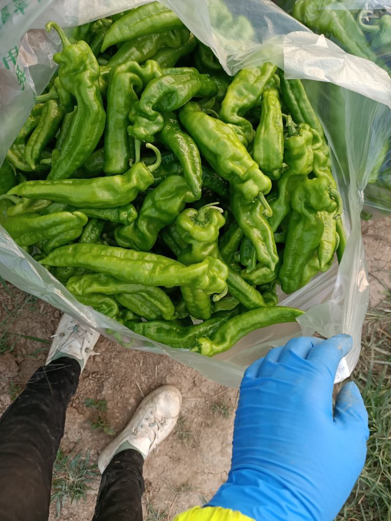大棚辣椒大量上市，欢迎订购
