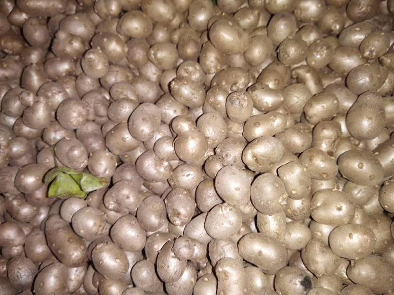 串糖葫芦用优质山药豆上市，各种规格齐全！