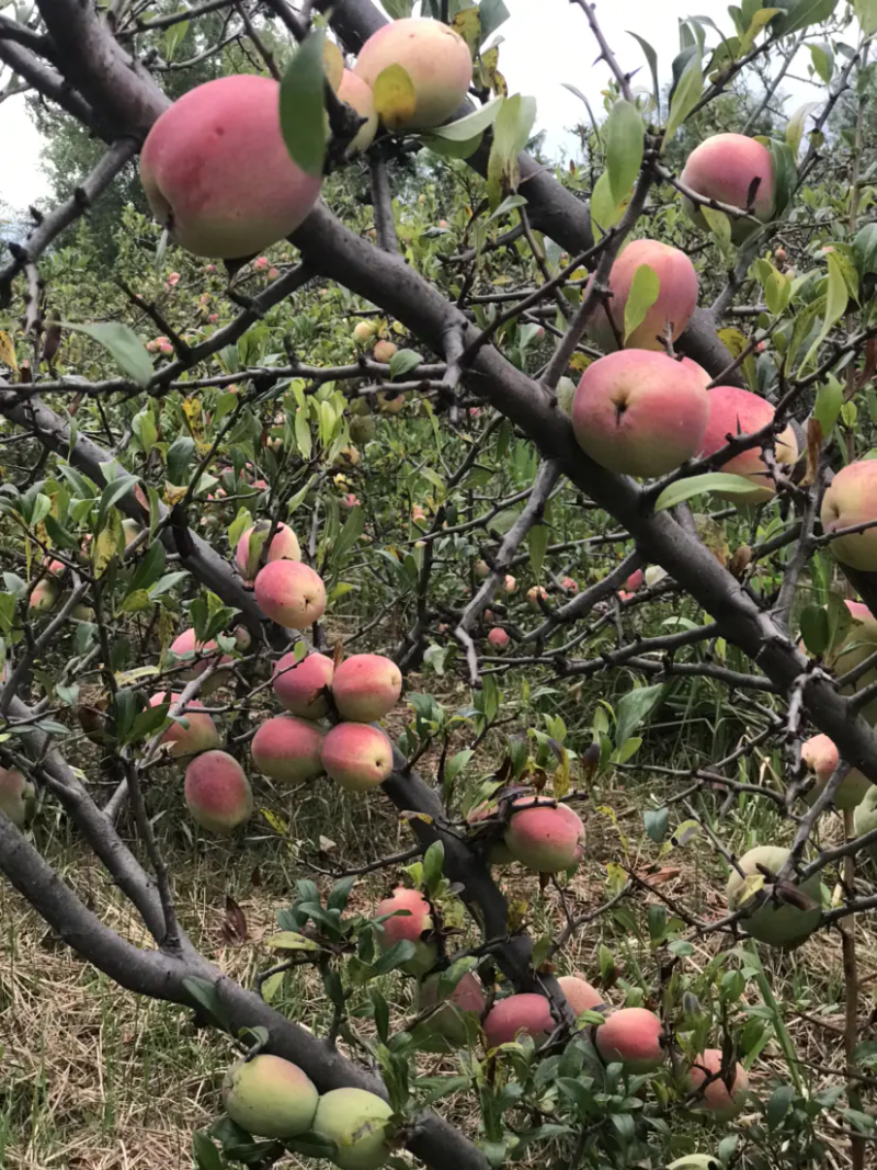 酸木瓜，云南红花酸木瓜，大量现货果农直发支持视频看货