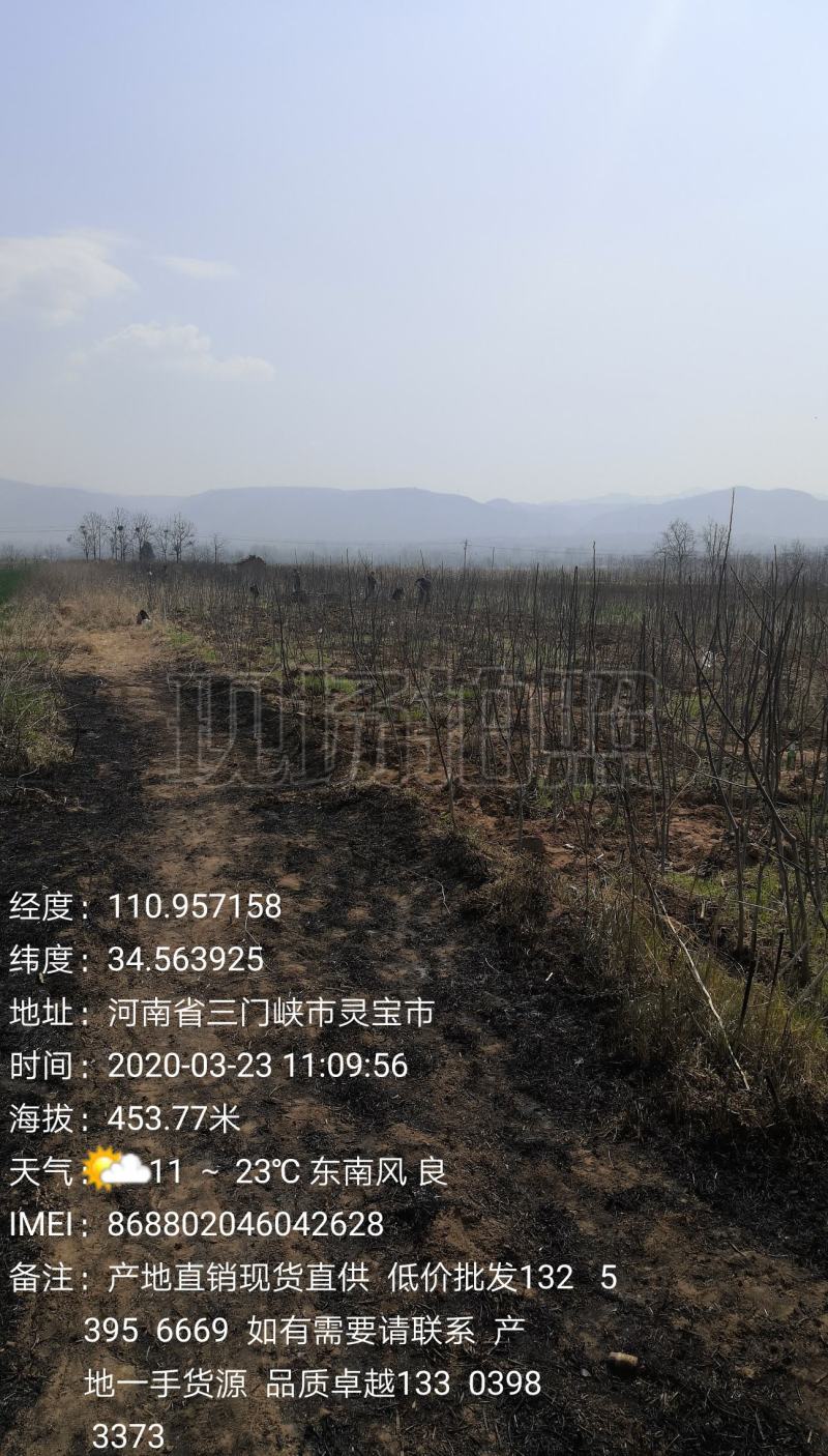 种苗厂家直供良种薄皮核桃苗现货直供低价批发个大皮薄