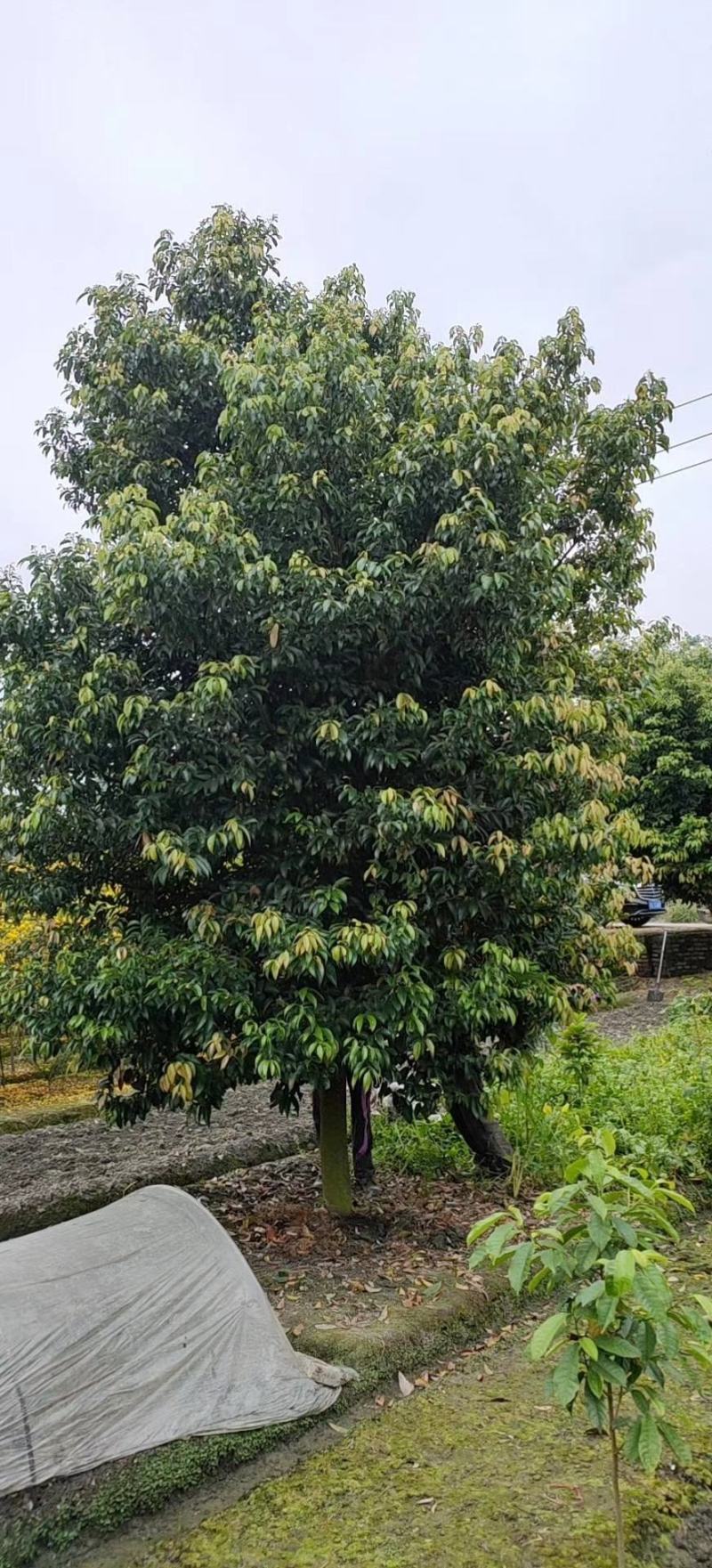 天竺桂具香气，叶近对生或在枝条上部者互生，植物常绿