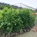 天竺桂具香气，叶近对生或在枝条上部者互生，植物常绿