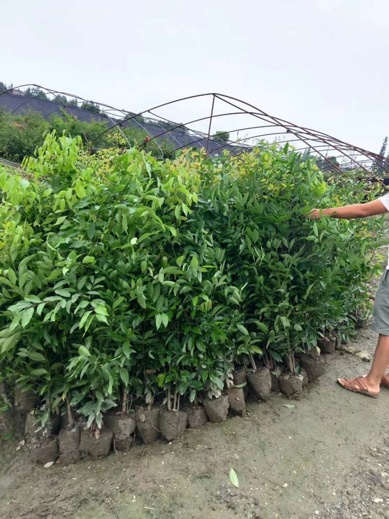 天竺桂具香气，叶近对生或在枝条上部者互生，植物常绿