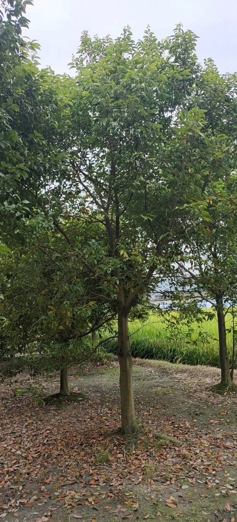 天竺桂具香气，叶近对生或在枝条上部者互生，植物常绿