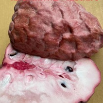 红皮红肉释迦，红宝石释迦苗