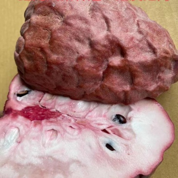 红皮红肉释迦，红宝石释迦苗
