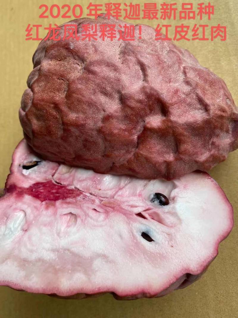红皮红肉释迦，红宝石释迦苗