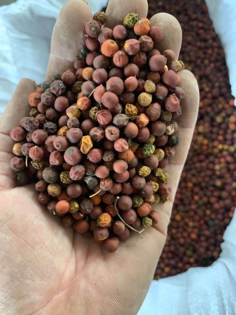 朴树种子供应朴树种子批发供应朴树种子，朴树种子图片