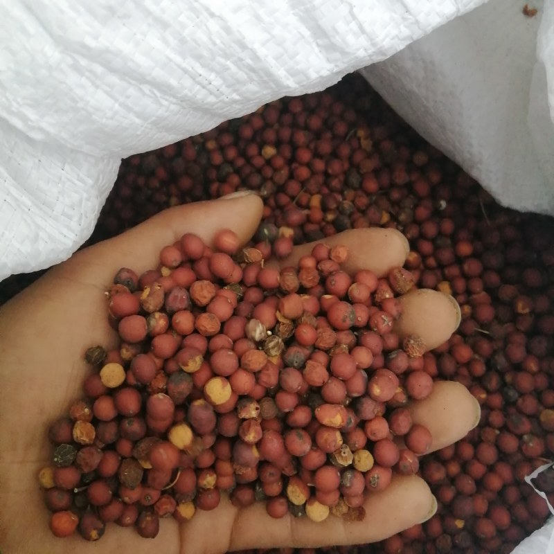 朴树种子供应朴树种子批发供应朴树种子，朴树种子图片