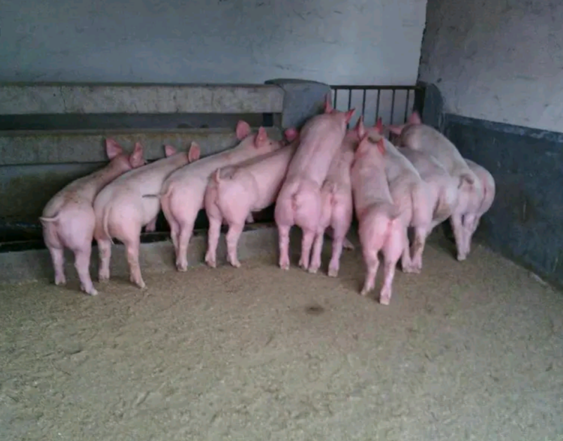 20～60斤三元仔猪送货到家，货源充足保质保量！！！