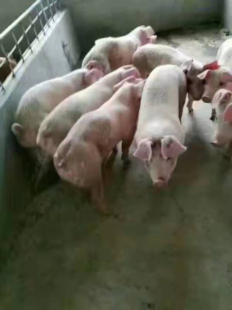20～60斤三元仔猪送货到家，货源充足保质保量！！！