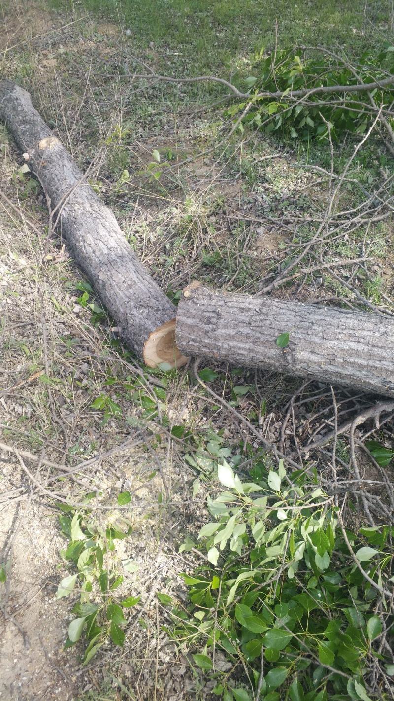 精品杨木大量处理无虫眼