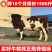 西门塔尔牛牛犊黄牛牛犊享受补贴1000元/头小牛活体