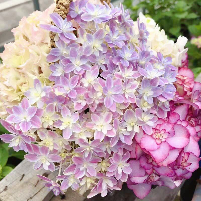 绣球花苗盆栽四季开无尽夏重瓣万华镜花卉绿植阳台室外庭院八