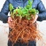绣球花苗盆栽四季开无尽夏重瓣万华镜花卉绿植阳台室外庭院八