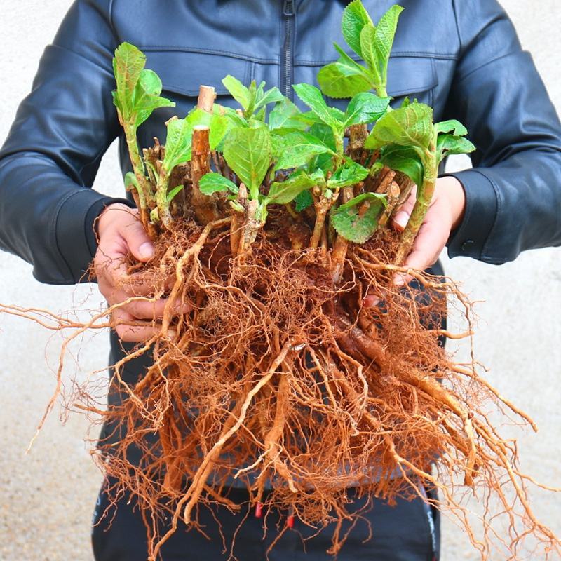 绣球花苗盆栽四季开无尽夏重瓣万华镜花卉绿植阳台室外庭院八