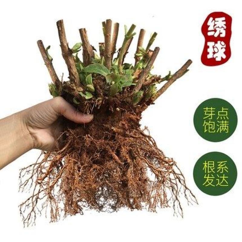 绣球花苗盆栽四季开无尽夏重瓣万华镜花卉绿植阳台室外庭院八