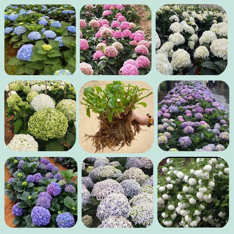 绣球花苗盆栽四季开无尽夏重瓣万华镜花卉绿植阳台室外庭院八