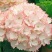 绣球花苗盆栽四季开无尽夏重瓣万华镜花卉绿植阳台室外庭院八
