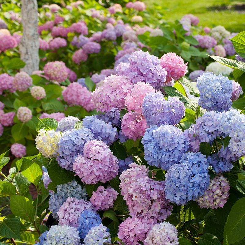 绣球花苗盆栽四季开无尽夏重瓣万华镜花卉绿植阳台室外庭院八