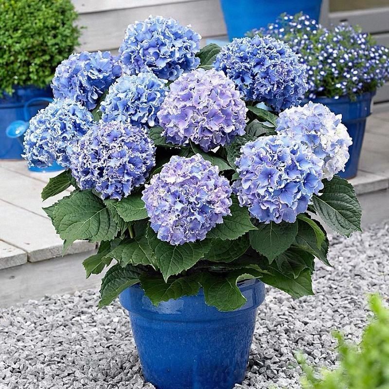 绣球花苗盆栽四季开无尽夏重瓣万华镜花卉绿植阳台室外庭院八