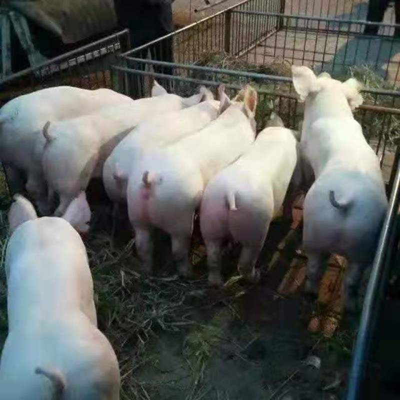 猪场供应各种优良仔猪，品种纯正，适应能力强，送货到家