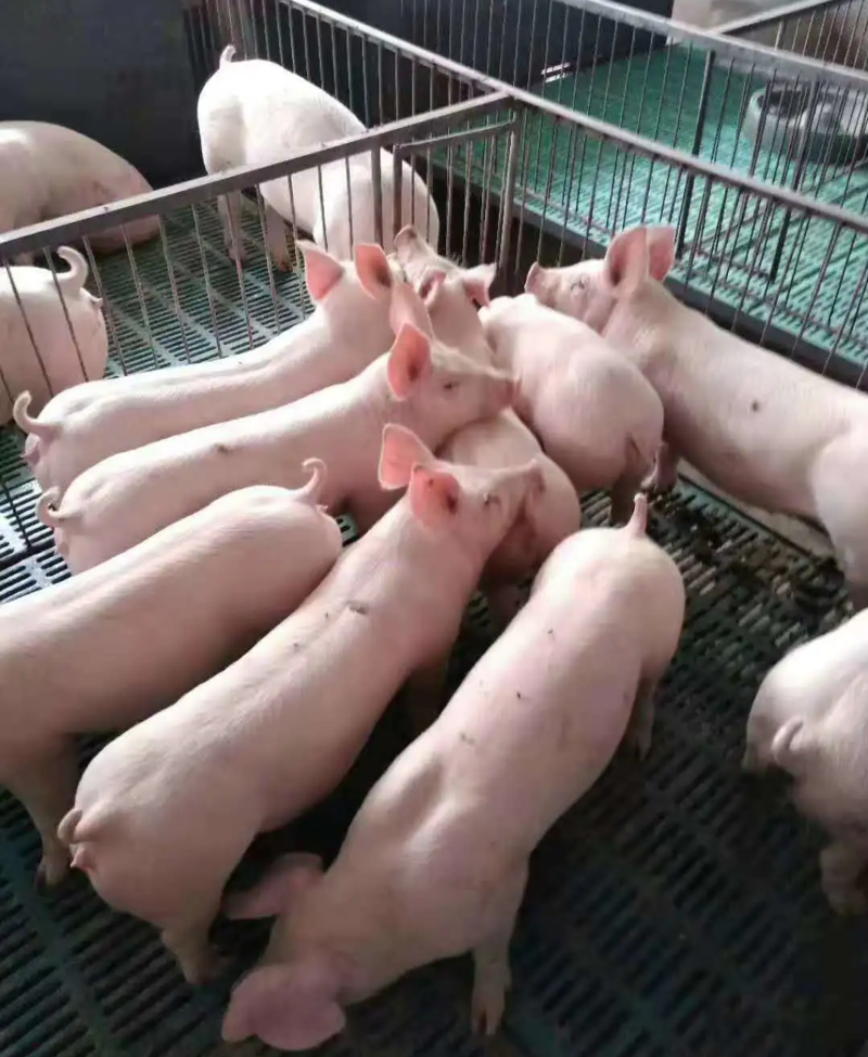 猪场供应各种优良仔猪，品种纯正，适应能力强，送货到家