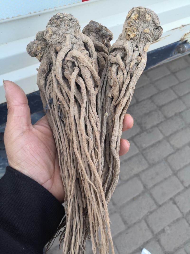 甘肃岷县无硫新货大当归，产地发货，精选特大条，量大优惠，