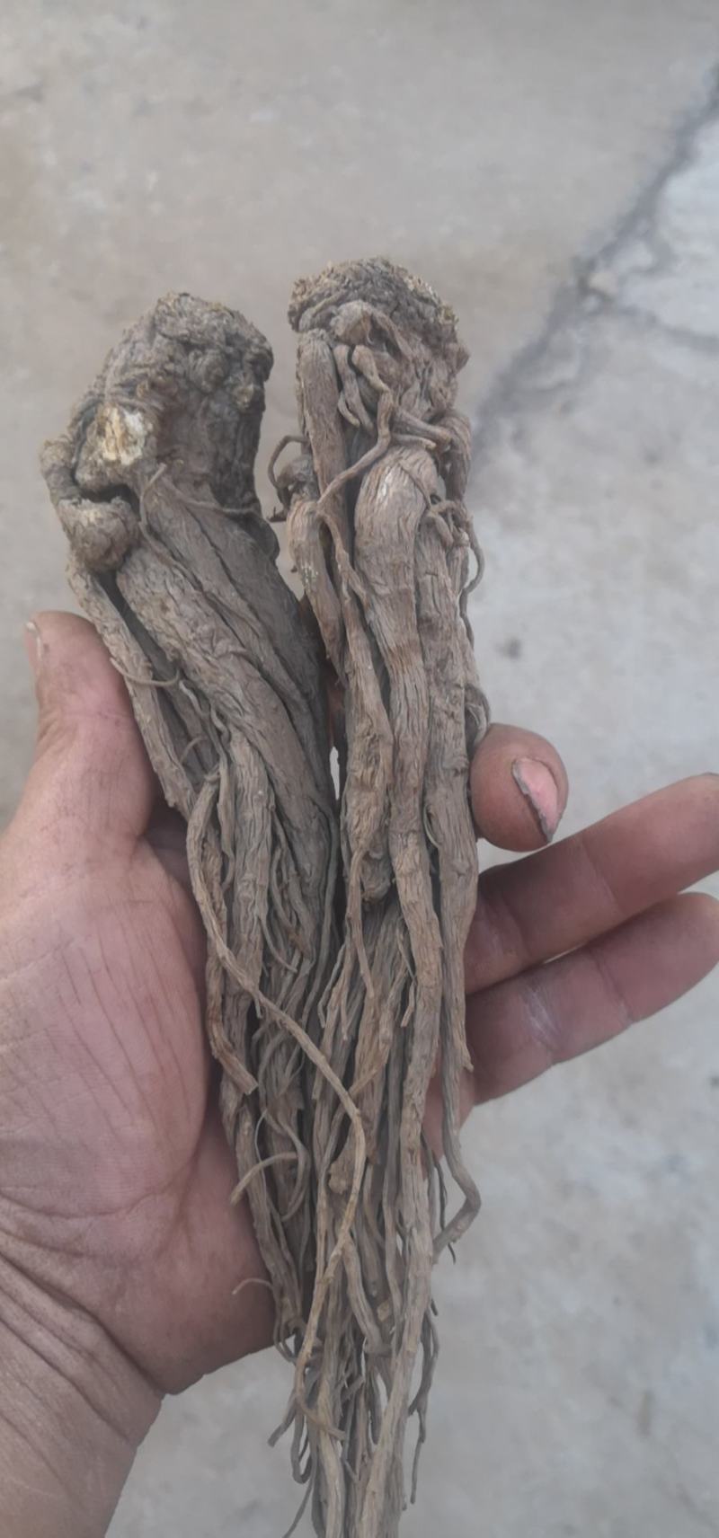 甘肃岷县无硫新货大当归，产地发货，精选特大条，量大优惠，