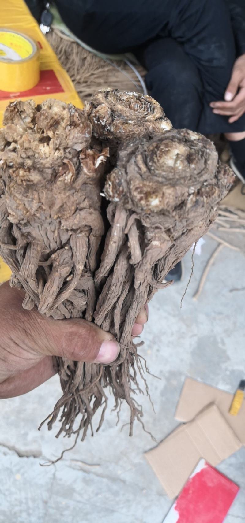 甘肃岷县无硫新货大当归，产地发货，精选特大条，量大优惠，