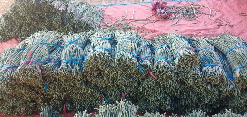 长豆角豆角精品上市。合作共赢。货源充足，