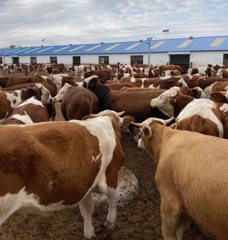 利木赞牛肉牛养殖技术在本场买牛享受补贴1000元/头