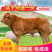 利木赞牛肉牛养殖技术在本场买牛享受补贴1000元/头
