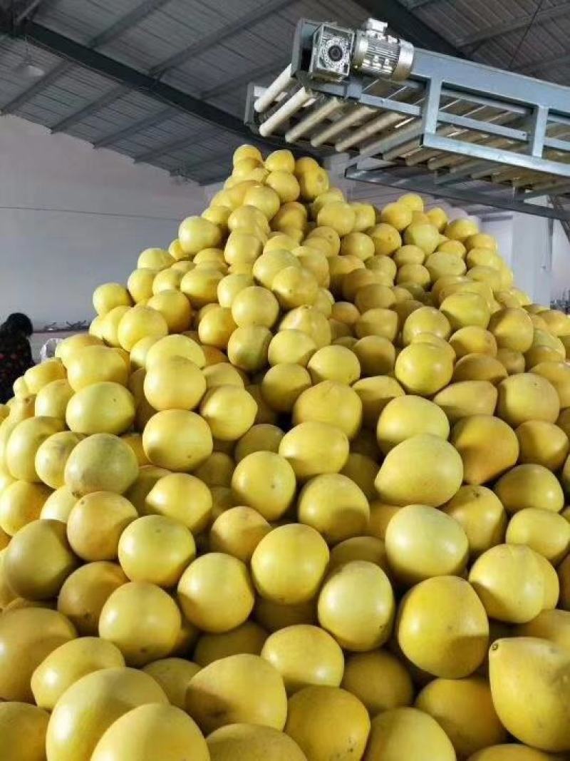 蜜柚，红心柚，大量供应电商果，欢迎订购！
