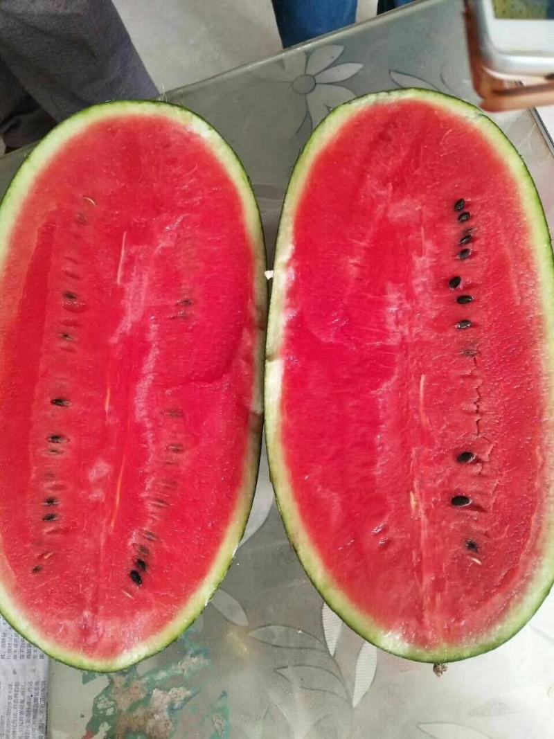 山东大棚秋季黑美人西瓜