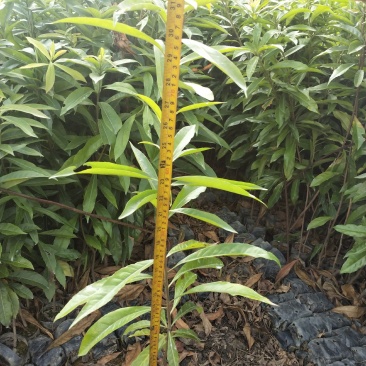 供应木荷杯苗，荷木批发，