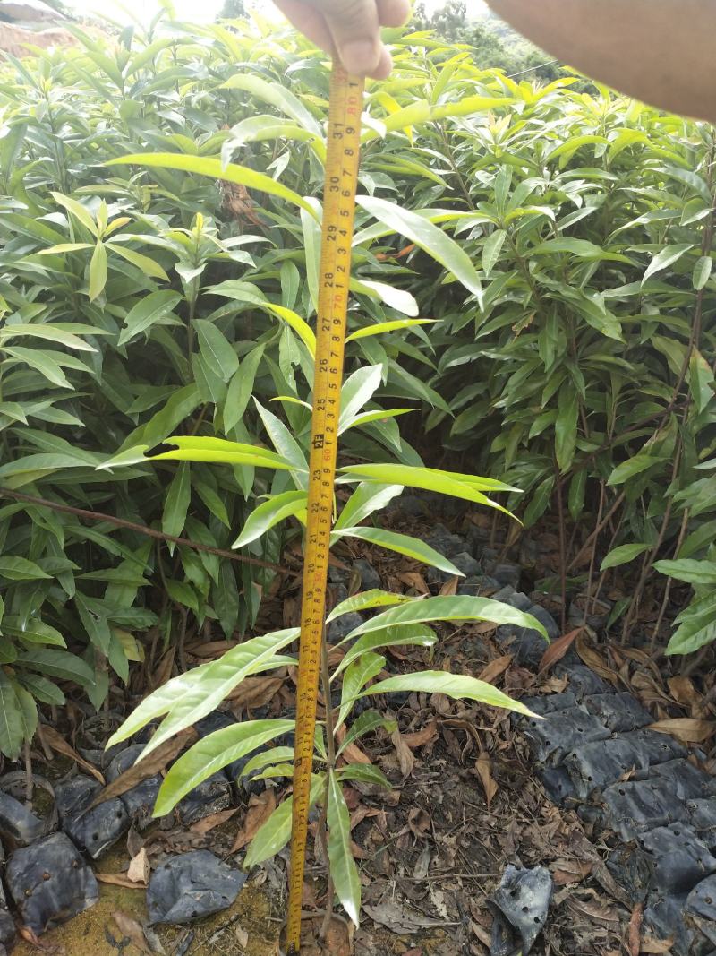 供应木荷杯苗，荷木批发，