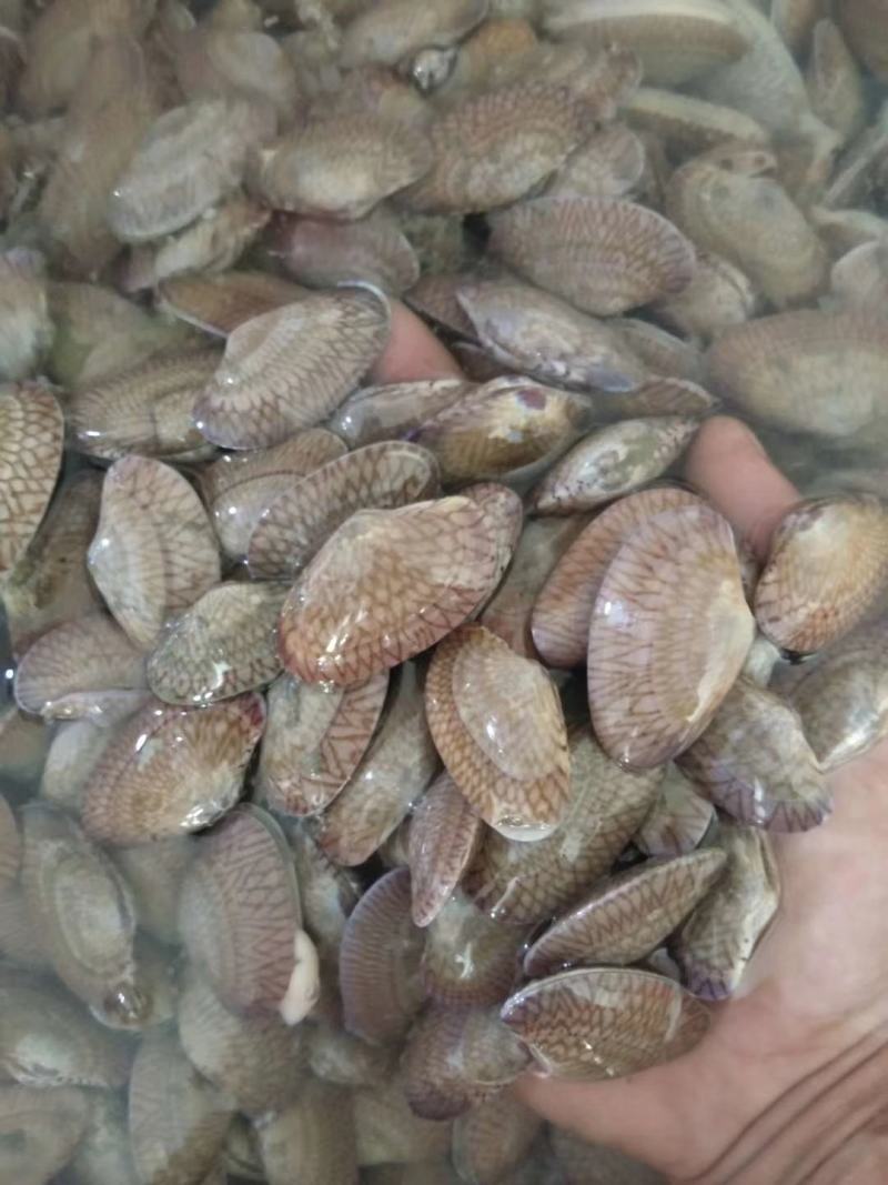 广西大花蛤花甲当日鲜活现挖货源稳定适合社区团购