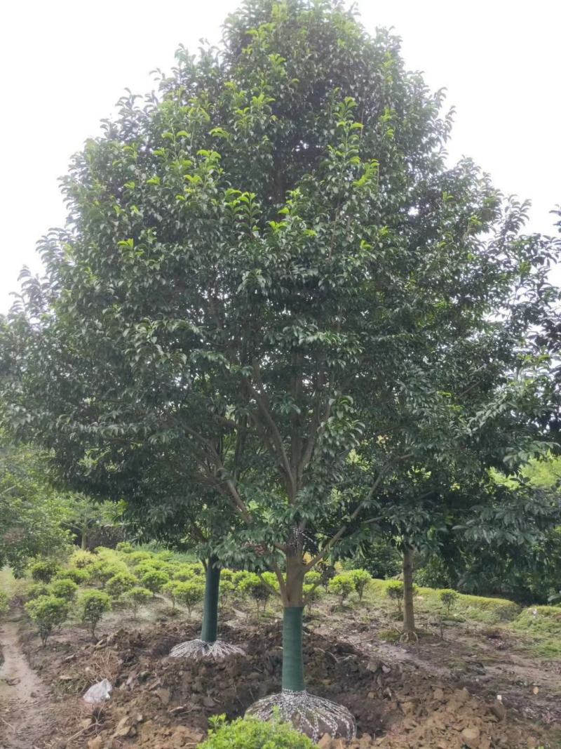 本基地常年供应各种苗木花卉3乐昌含笑规格其全，欢迎来选购